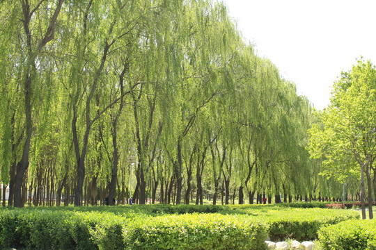 公園風景一角