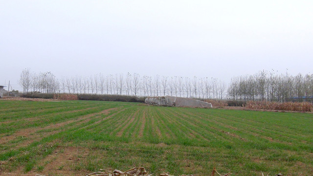 麥田