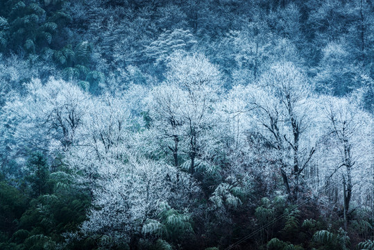 森林冬雪風(fēng)光