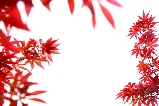 紅葉白背景