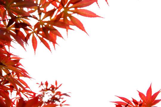 紅樹葉邊框