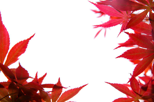 紅葉背景