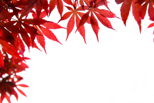 白背景紅樹葉