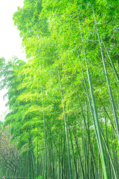 竹林素材