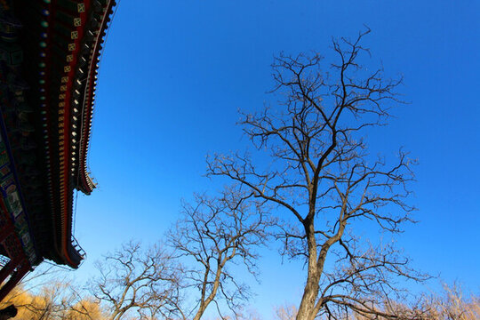 廢墟 北京 建筑 圓明園