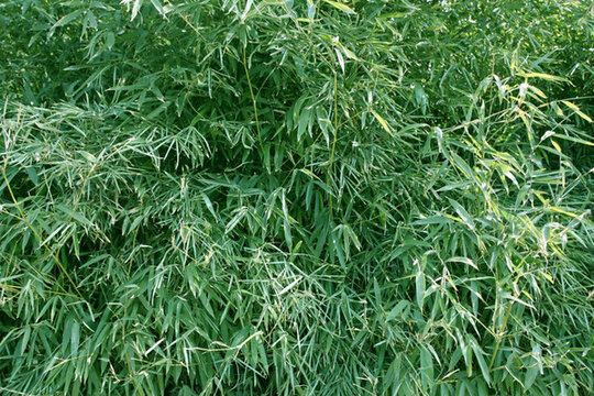竹林 竹子