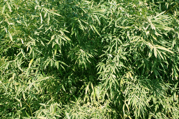 高清竹子 高清竹林