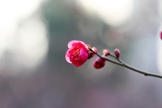 桃花