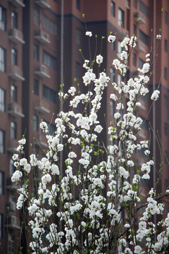 李子花