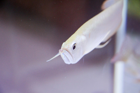 龍魚
