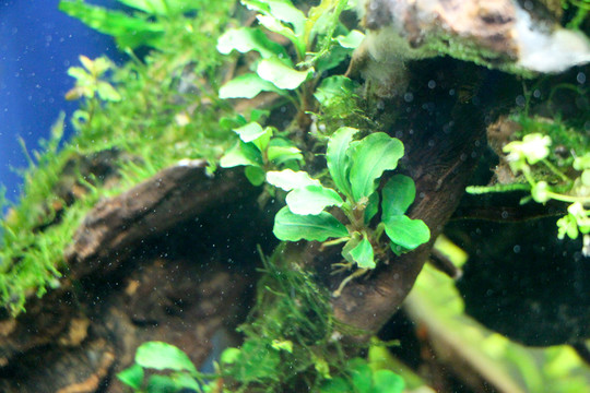水草