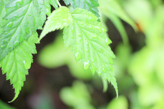 雨露