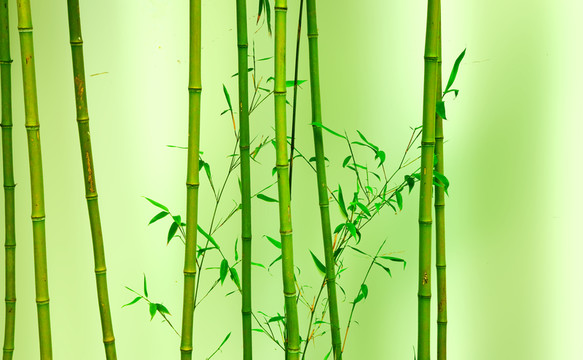 朦朧綠竹