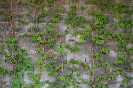 墻上的植物