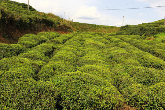 高山茶園