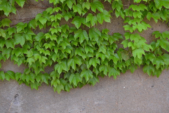 植物墻 爬墻虎 綠葉
