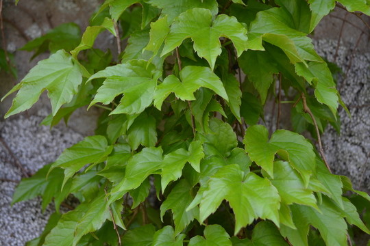 植物墻 爬山虎