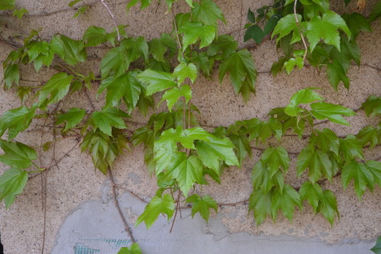 植物墻 爬山虎