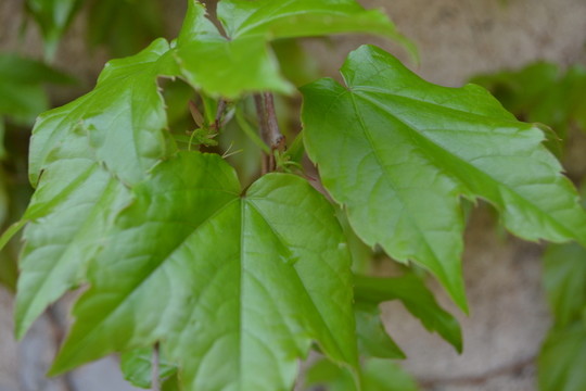 植物墻 爬山虎