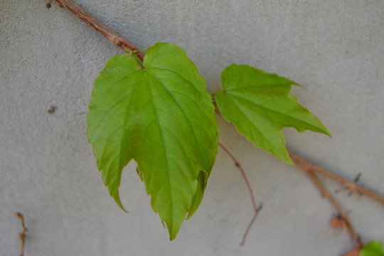 爬墻虎 爬山虎 綠葉