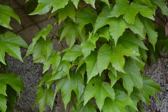 爬墻虎 爬山虎 綠葉