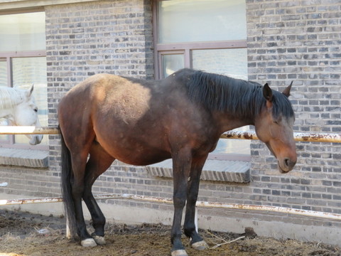 馬