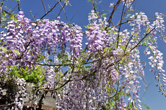 紫藤花