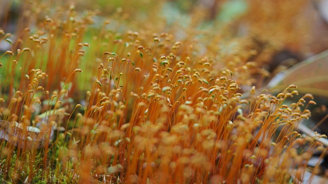 花卉