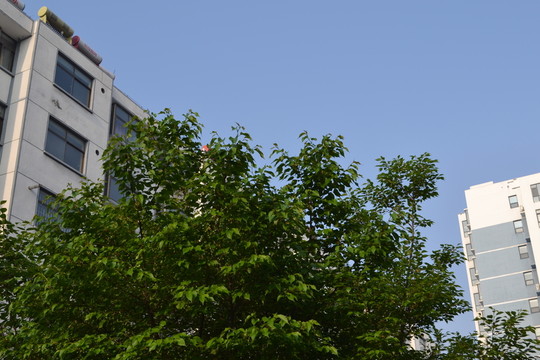小區(qū)綠化