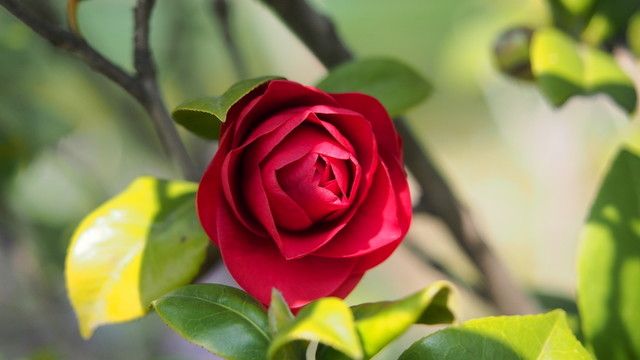 花卉