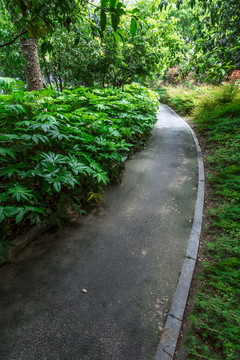 林間小路