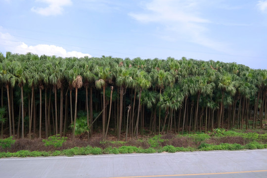 新會(huì)葵樹(shù)林