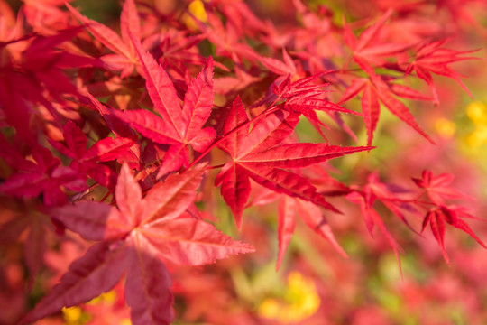 紅色楓葉