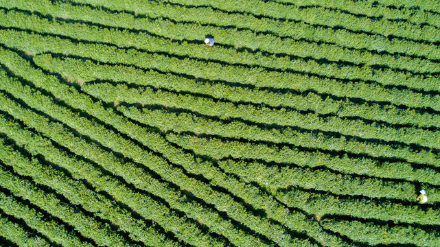 茶園風(fēng)光