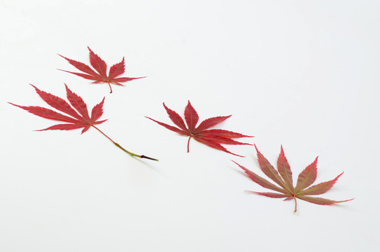 紅葉 楓葉