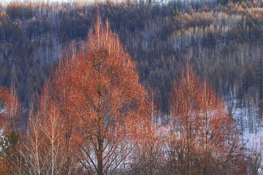 早春紅柳樹林雪景