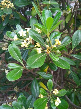 蜜蜂與花