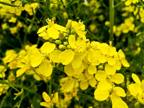 油菜花