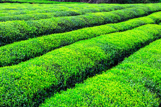 茶叶生产 茶叶产区