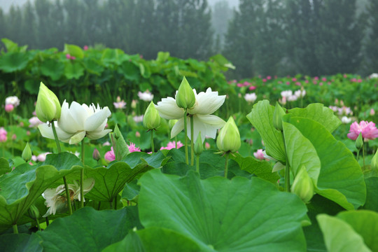 荷花園