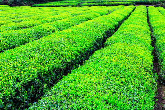 茶園 春茶 茶山 茶葉