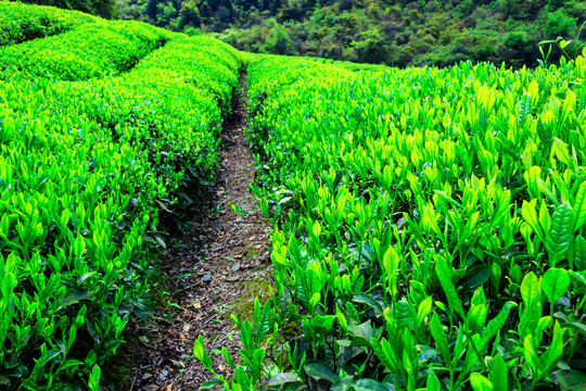 茶樹
