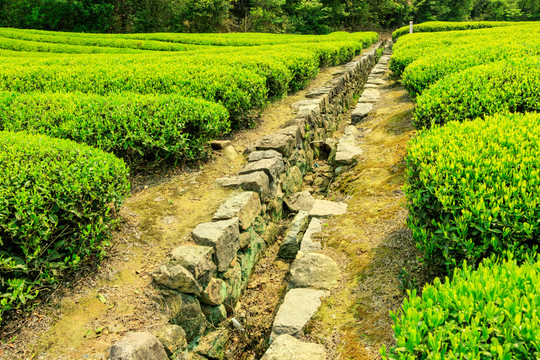 茶園水渠 綠葉