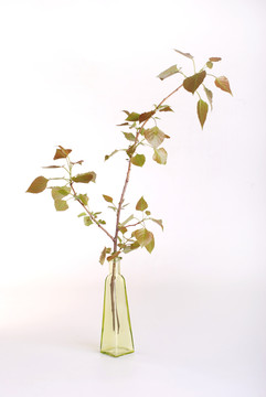 花瓶樹枝
