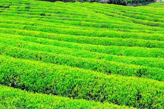 種茶基地