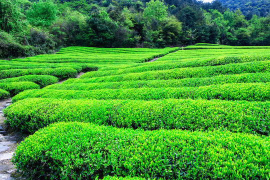 新茶綠葉 茶樹嫩葉