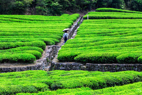 茶葉產(chǎn)區(qū) 茶葉生產(chǎn) 新茶綠葉