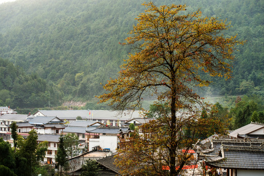 秋天小院