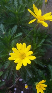 小雛菊