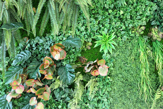綠色植物墻 植物墻 花卉墻